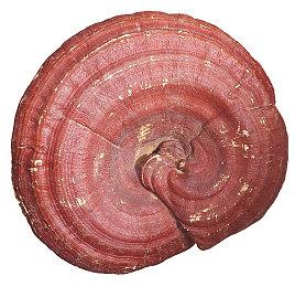 《鬼灭之刃：火之神血风谭》中文故事预告 10月14日发售